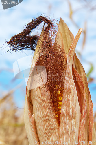 Image of corn field at harvest time