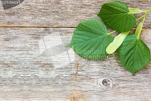 Image of Leaves of linden-tree on the wood