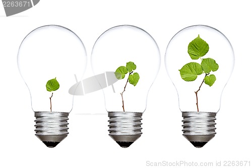 Image of Three light bulbs with green plants inside