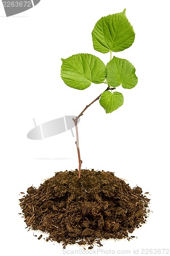 Image of Tree growing from the soil