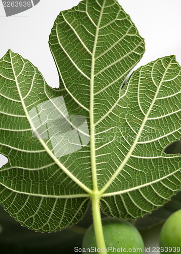 Image of Fig Leave