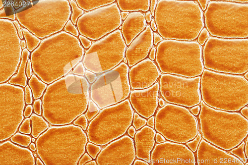 Image of Tint Orange Crocodile Skin Texture