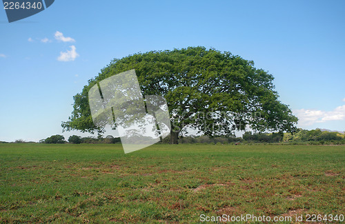 Image of tree with perfect skyline, non-urban landscape. 