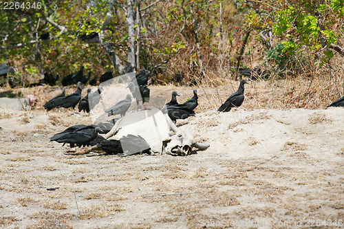 Image of dead cow getting eat by buzzards