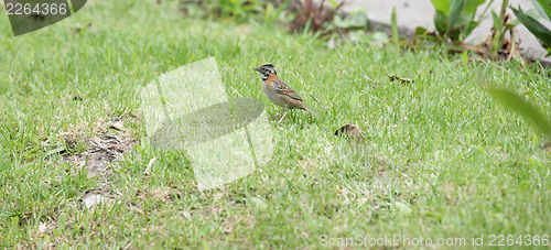 Image of Rufous-collared Sparrow (Zonotrichia capensis)