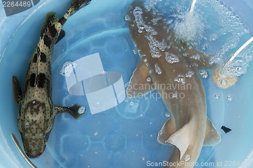 Image of South-East Asia. Thailand. Pattaya