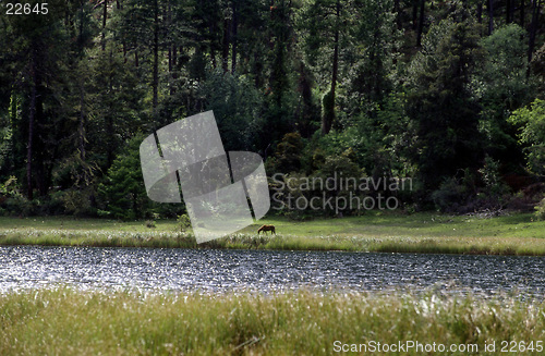 Image of Forest