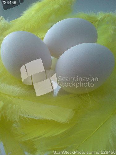 Image of Egg and feather