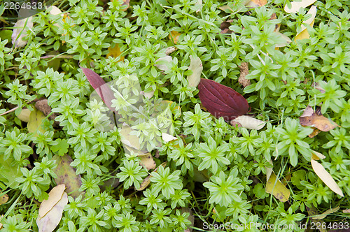 Image of autumnal grass