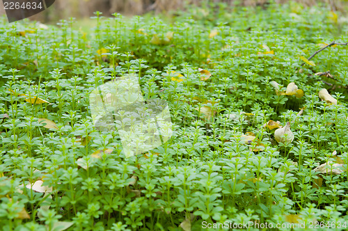 Image of woods grass