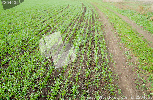 Image of winter-field