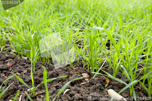 Image of winter crop closeup