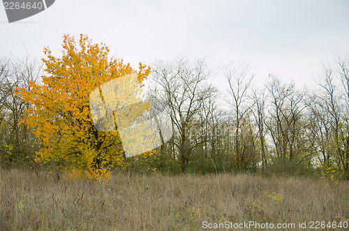 Image of single tree