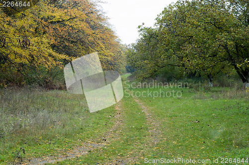 Image of road through wood