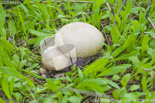 Image of little agaric