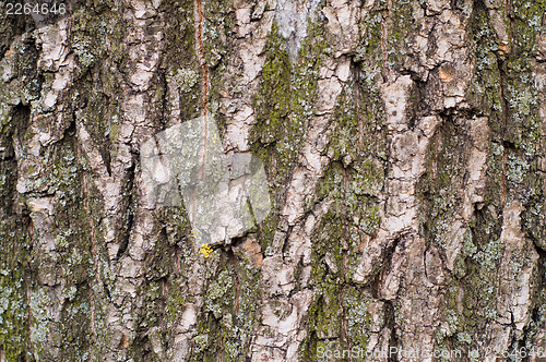 Image of crust oak