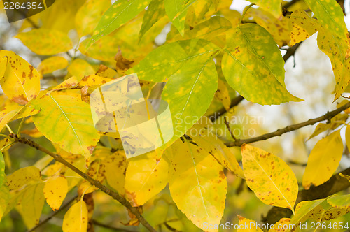 Image of gold leafs