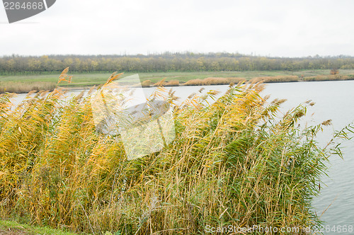 Image of rushy lake