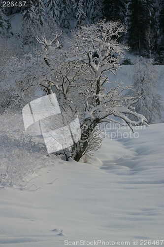 Image of Winter tree