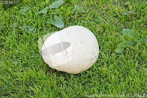 Image of puffball