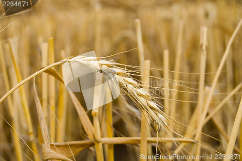 Image of last gold