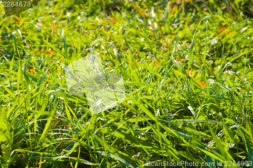 Image of green grass close up