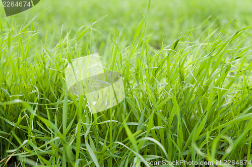 Image of winter field
