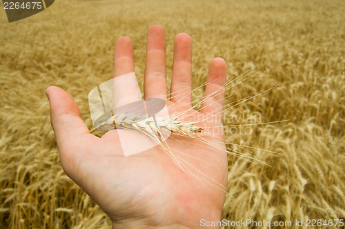 Image of one hand