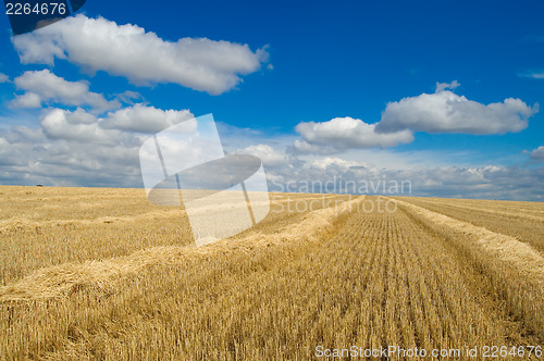 Image of gold and blue