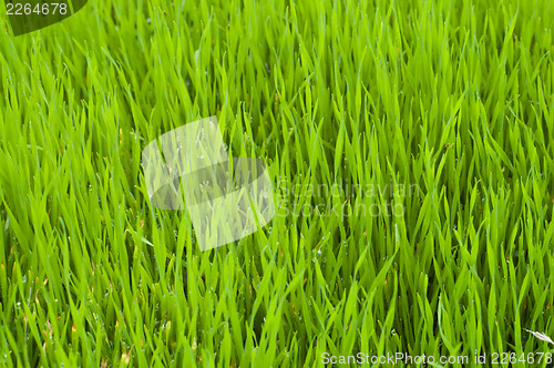 Image of green grass