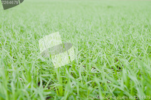 Image of winter grain crops