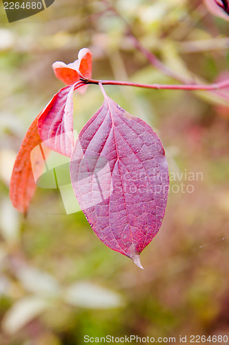 Image of red leaf