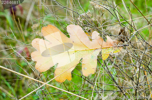 Image of oak leaf