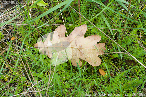 Image of oak leaf in grass