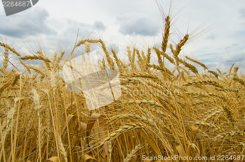 Image of field