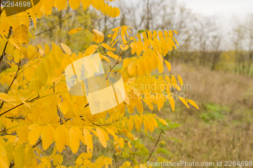 Image of autumn