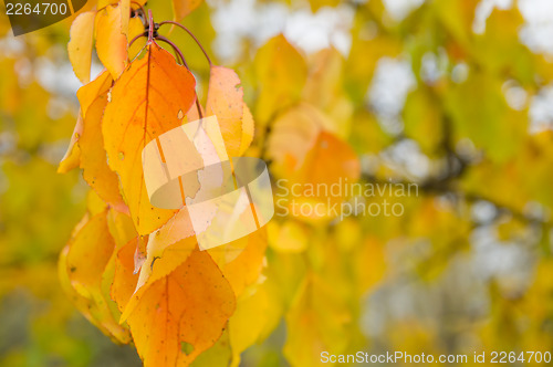 Image of apricot leaf