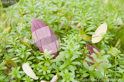 Image of leaf in grass