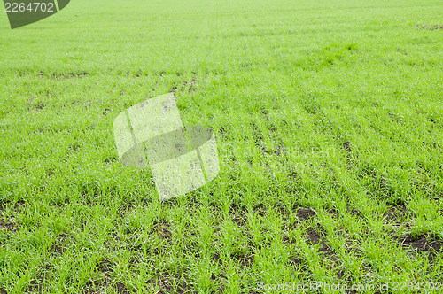 Image of fall wheat