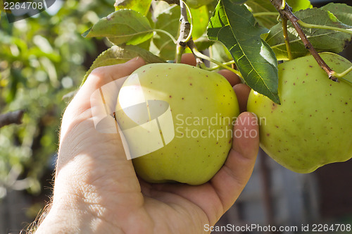 Image of harvesting