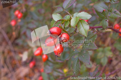 Image of dog rose