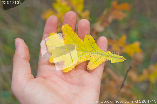 Image of oak in hand