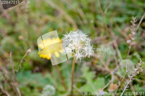 Image of fall dandelion