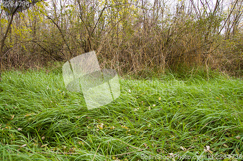 Image of plant