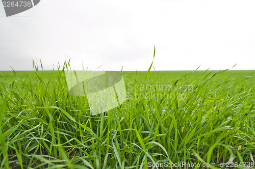Image of green crop