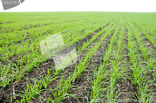 Image of winter wheat