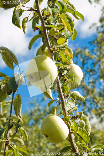 Image of apple harvest