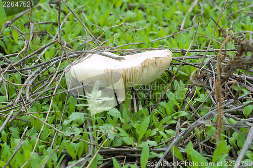 Image of edible mushroom