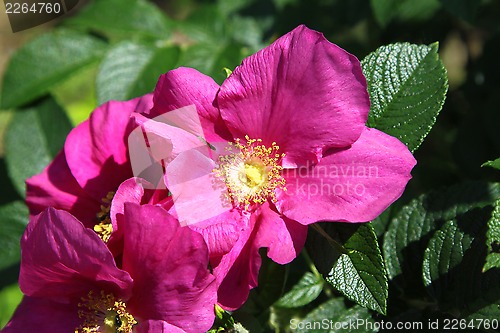 Image of Dog Roses