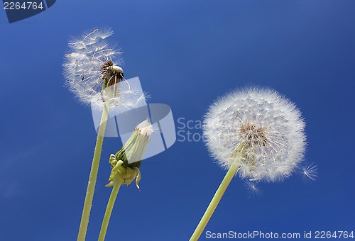 Image of  Three Dandelions